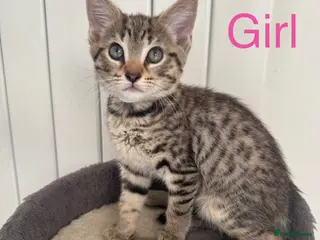 Mixed Breed cats British Mix Kittens 1 Boy 4 Girls Left - Advert 1