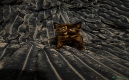 Domestic Shorthair cats for sale: Beautiful kittens - Image 2