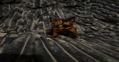 Domestic Shorthair cats Beautiful kittens - Advert 12