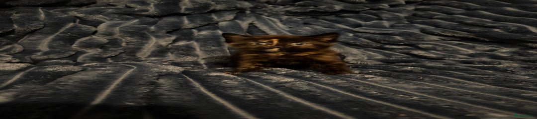 Domestic Shorthair Kitten 1