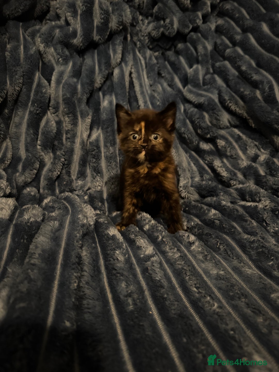 Domestic Shorthair cats for sale: Beautiful kittens - Image 2