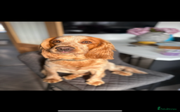 Cocker Spaniel dogs for stud: Lemon roan cocker spaniel stud - Image 2