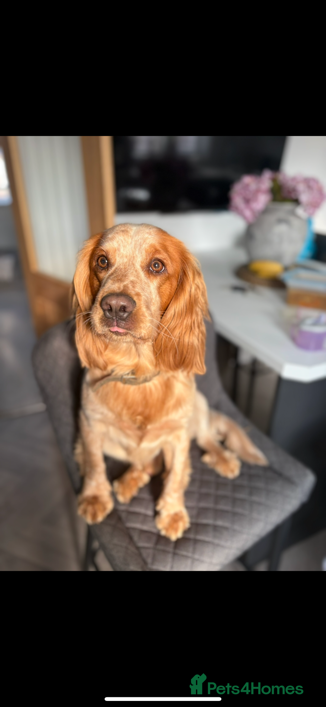 Cocker Spaniel dogs for stud: Lemon roan cocker spaniel stud - Image 2