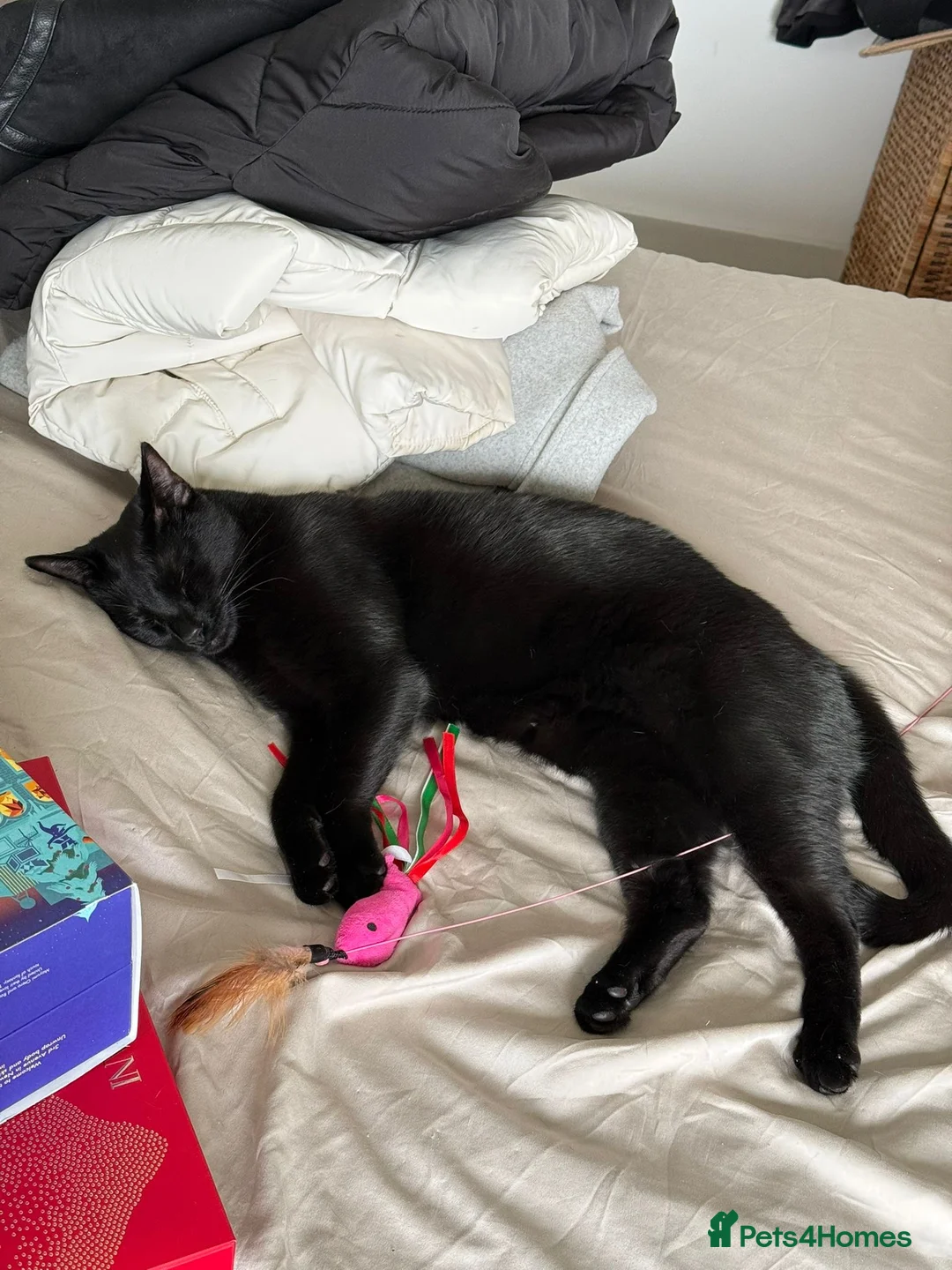 Mixed Breed cats for sale: Two Loving Cats Looking for a New Home in London - Advert 2