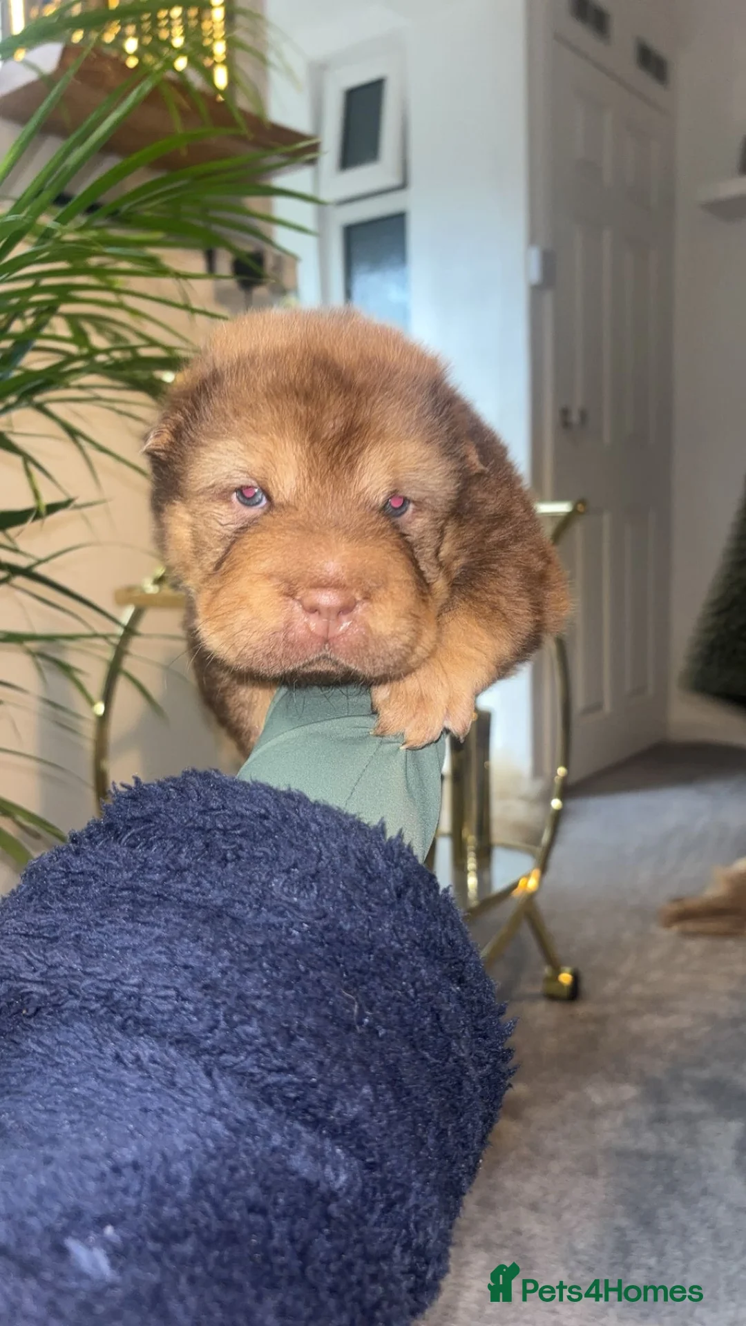 Shar Pei dogs for sale: Top quality choc and tan bear coat sharpies - Advert 23