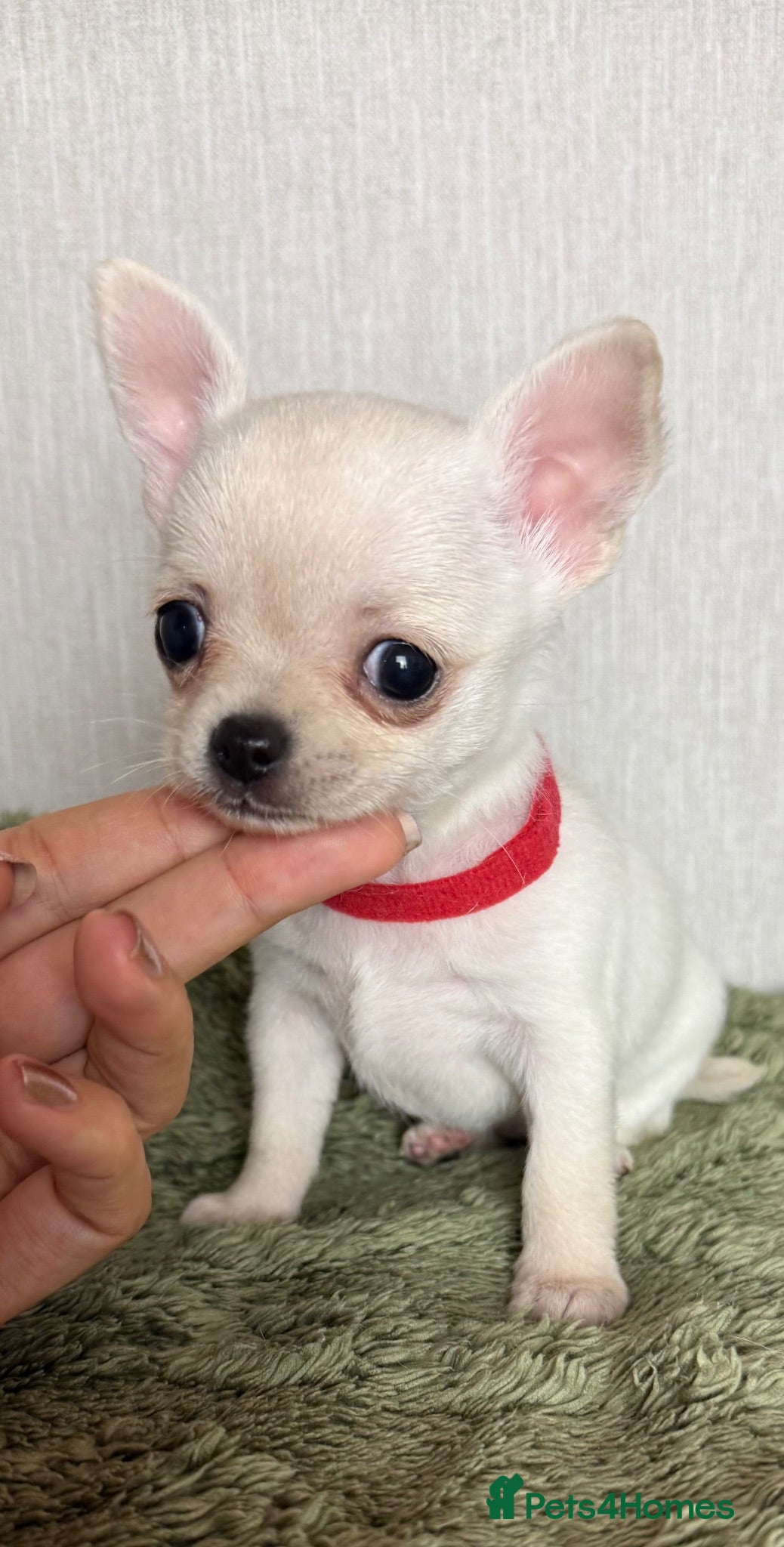 Chihuahua dogs ❤️long and smooth coats❤️ - Advert 3