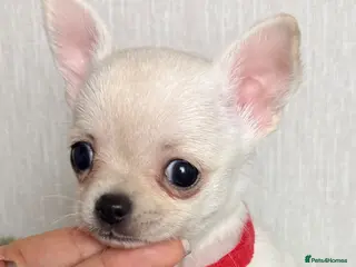 Chihuahua dogs ❤️long and smooth coats❤️ - Advert 3