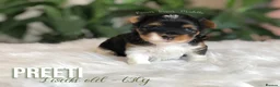 Yorkshire Terrier dogs for sale: One Gorgeous Girl Biewer Terrier LEFT! - Advert 10