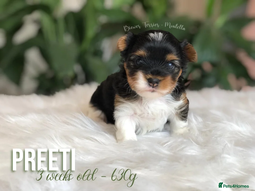 Yorkshire Terrier dogs for sale: One Gorgeous Girl Biewer Terrier LEFT! - Advert 10