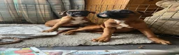 Boxer dogs for sale: 🌟KC Registered Boxer Puppies🌟Longtail/Bobtails🌟 - Advert 5
