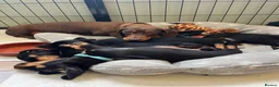 Miniature Dachshund dogs for sale: Kc reg miniature dachshunds - 2 girls - 2 boys  - Advert 24