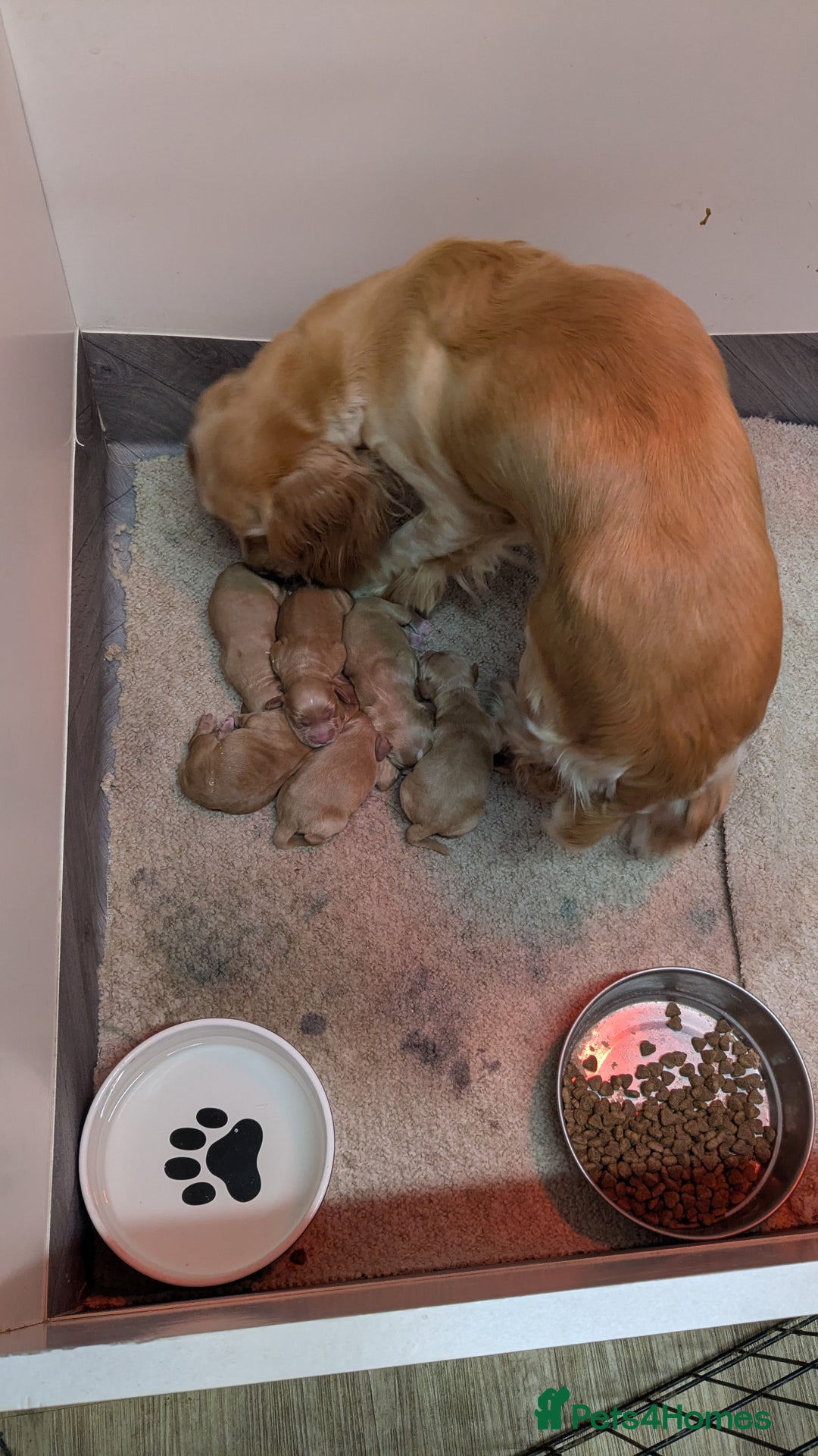 Cocker Spaniel dogs for sale: Adorable Working-Type Cocker Spaniel Puppies  - Image 5