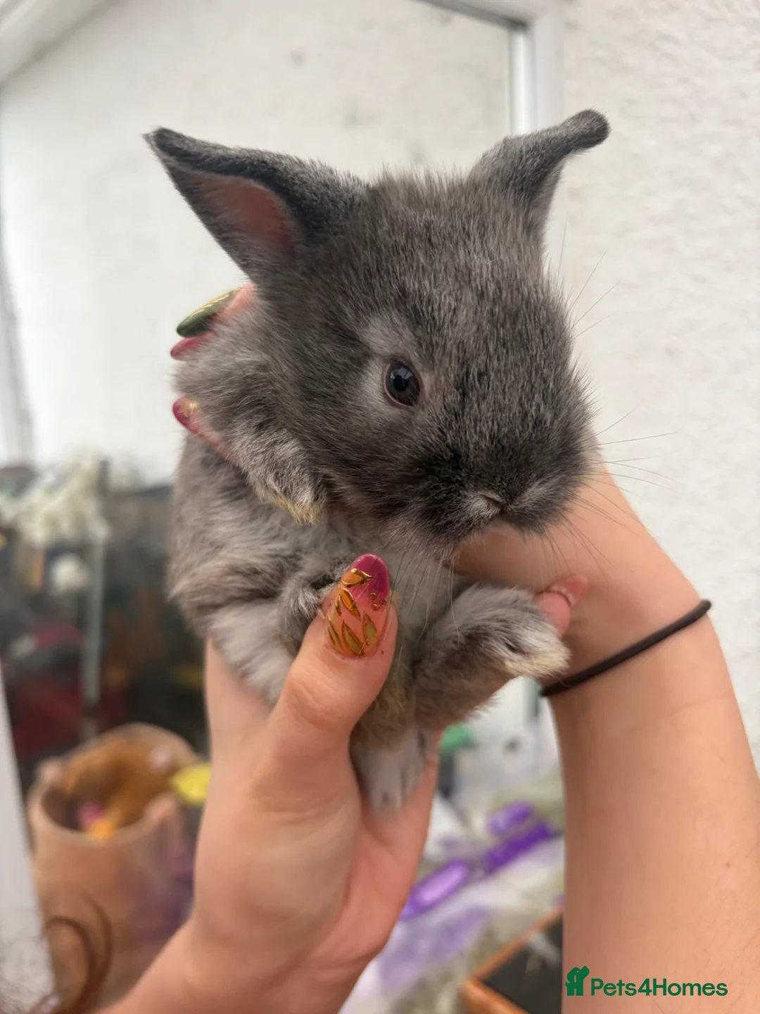 Mixed Breed rabbits for sale: Baby lionhead x harlequin lop bunnies - Advert 6
