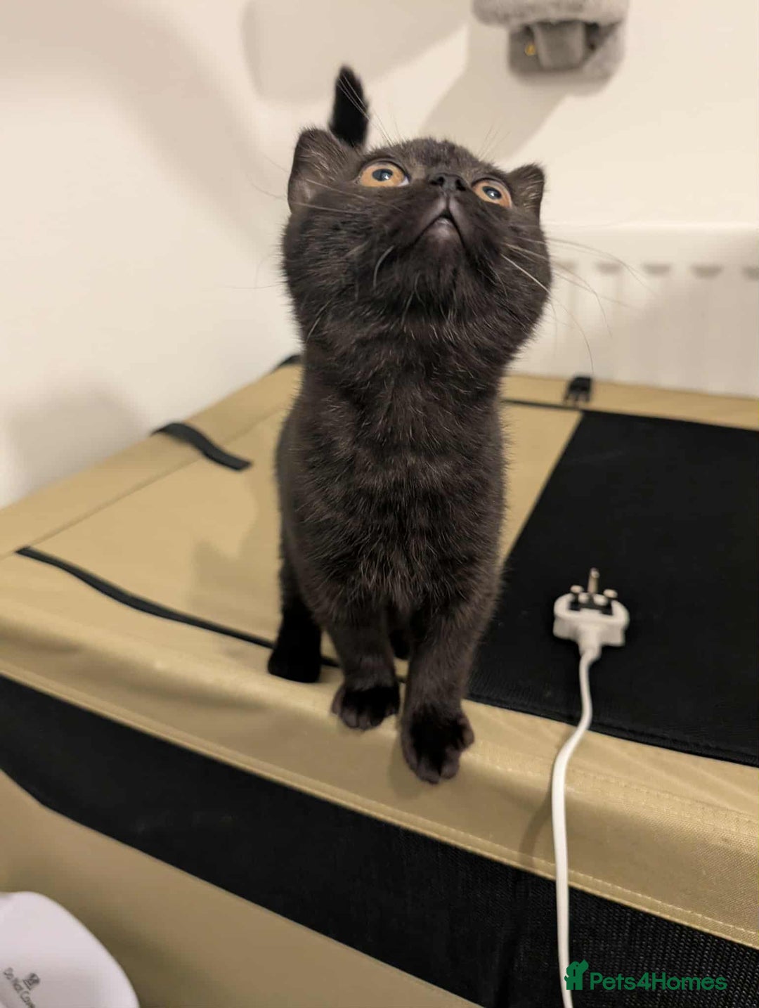 British Shorthair cats for sale: Ready now!! British shorthair kittens  - Image 13