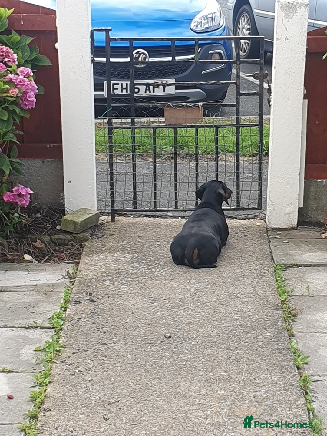 Dachshund dogs for sale: 🐾 Free to a Loving, Experienced Home - Advert 11