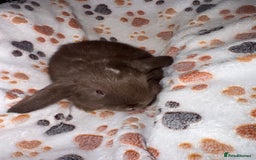 Mini Lop rabbits for sale: 2 male lops ready to go  - Image 4