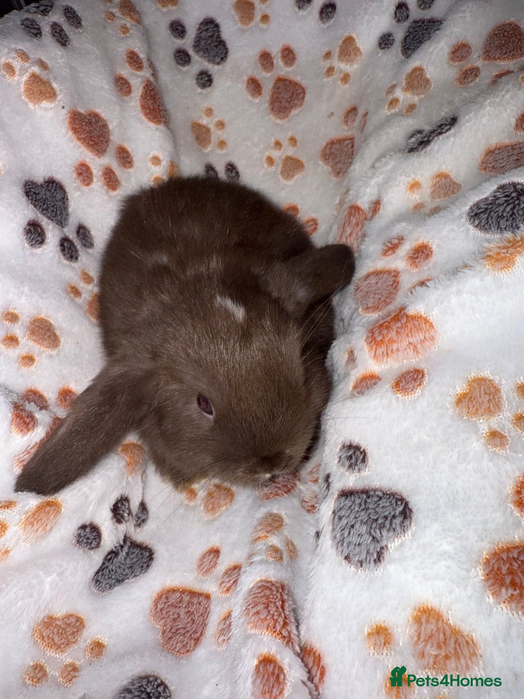 Mini Lop rabbits for sale: 2 male lops ready to go  - Image 4