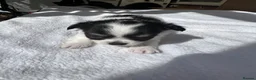 Chihuahua dogs for sale: Puppies - Advert 19