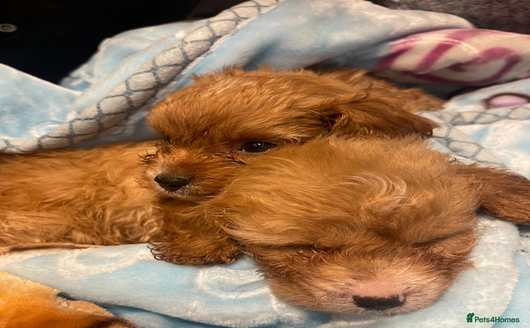Cavapoo dogs - Advert 4