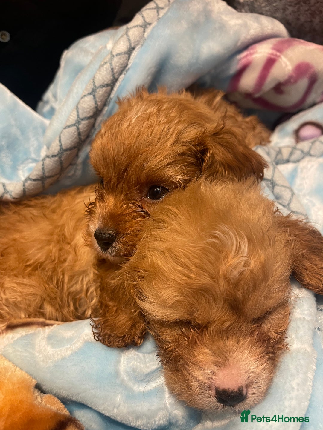 Cavapoo dogs for sale: Adorable toy Cavapoo pups apricot or fox red  - Image 1
