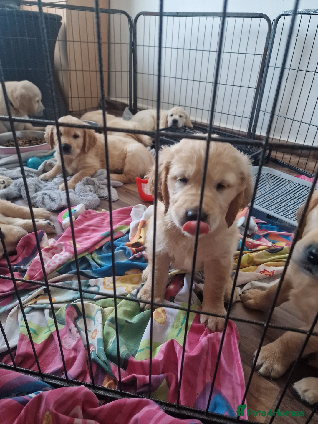 Golden Retriever dogs for sale: 🦮 two beautiful boys available  ❤️❤️ in Aberystwyth - Image 7