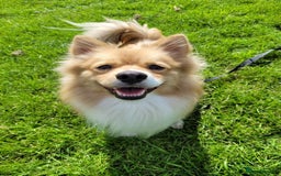 Pomeranian dogs for sale: Looking for my forever home ❤️ - Image 1