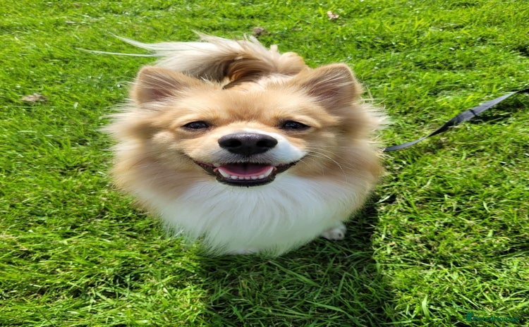 Pomeranian dogs - Advert 3