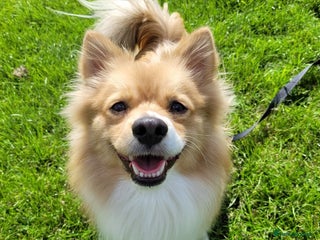 Pomeranian dogs - Advert 6