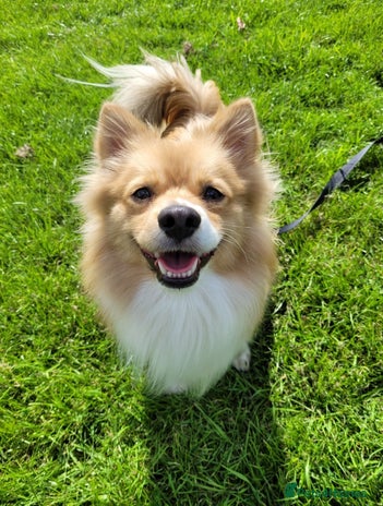 Pomeranian dogs - Advert 1