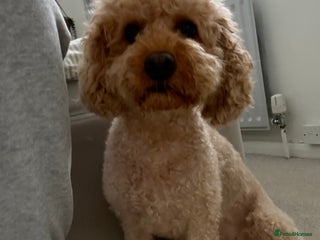Cavapoo dogs Cavapoo for rehoming - Advert 1