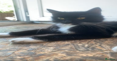 Mixed Breed cats - Advert 9