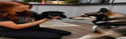 Utonagan dogs for sale: Malamute x Husky Boys  - Advert 3