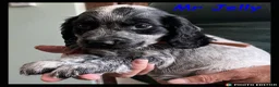 Cocker Spaniel dogs for sale: Stunning Cocker Spaniels 💥 - Advert 28