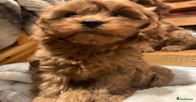 Cavapoo dogs - Advert 16