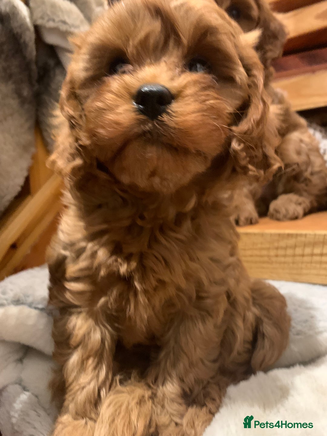Cavapoo dogs for sale: Stunning premium F1 Cavapoo babies 🥰 - Image 2