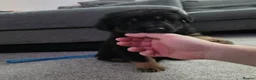 Sheprador dogs for sale: Sheprador Puppies – German Shepherd × Labrador - Advert 21