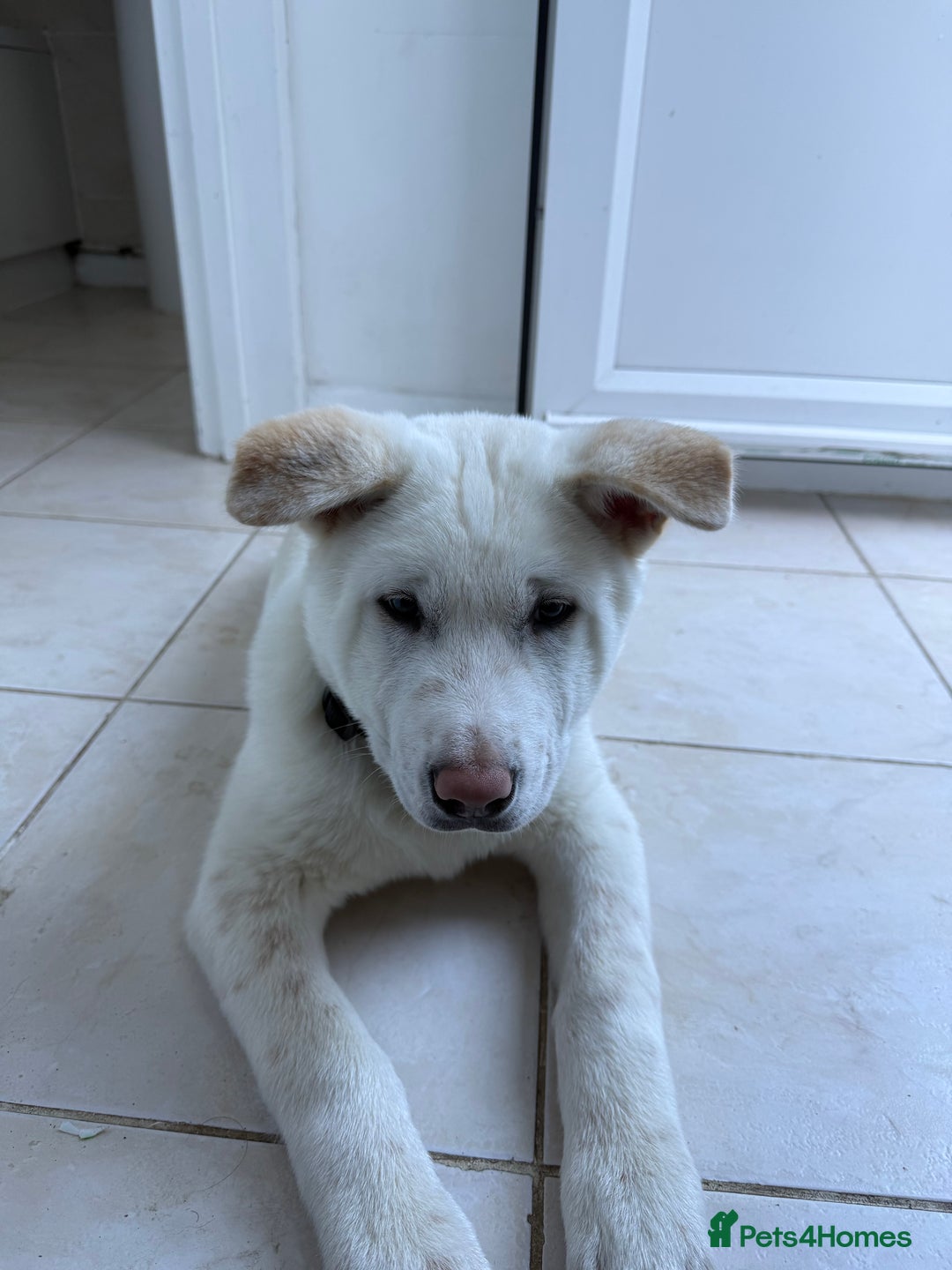 Japanese Akita Inu dogs for sale: White Japanese Akita Male  - Image 5