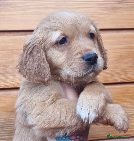 Golden Retriever dogs - Advert 11