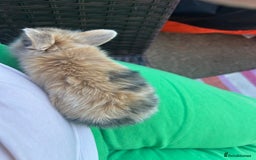 Mini Lion Lop rabbits for sale: 4x mini lop bunnies  - Image 15