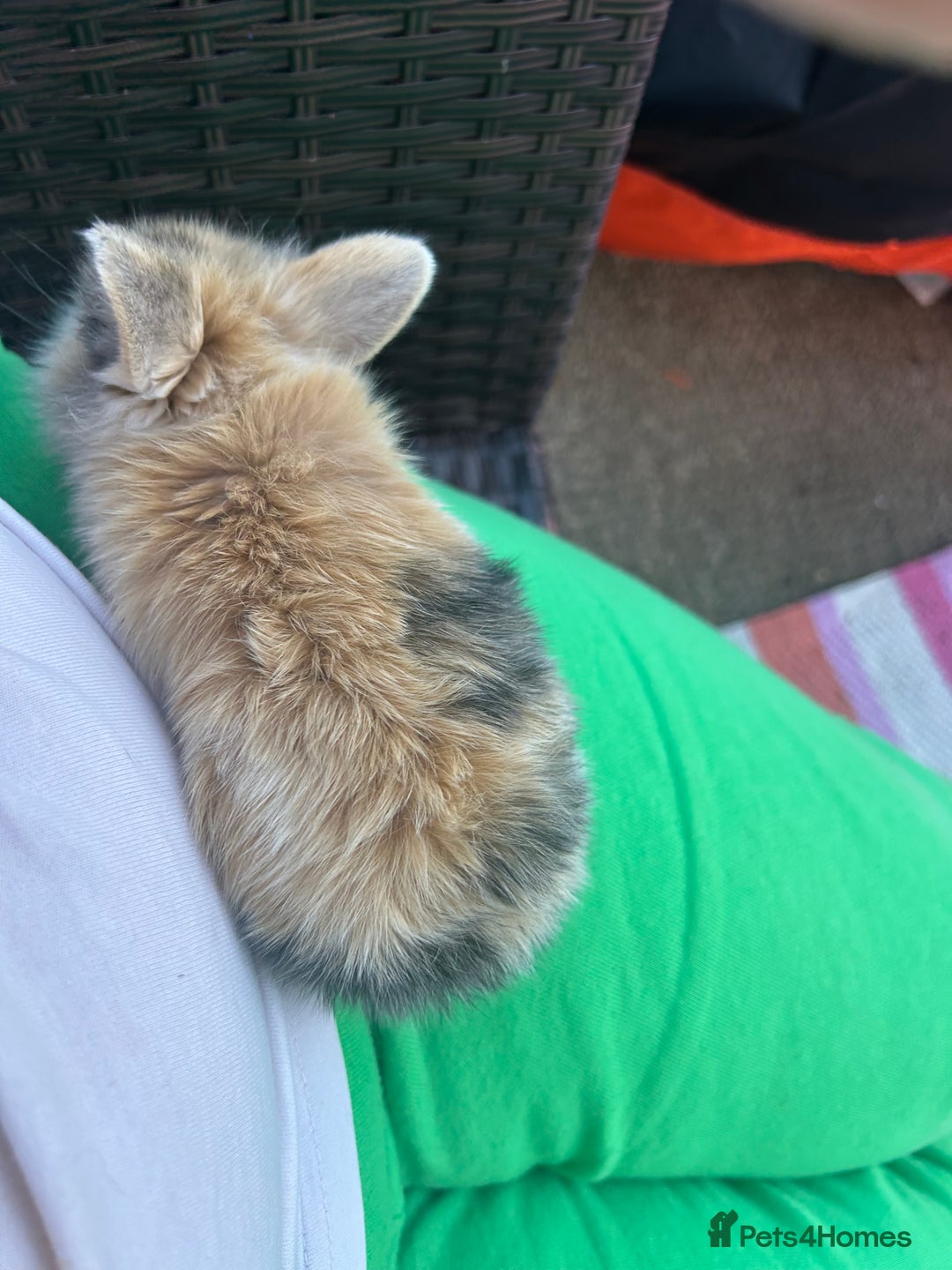 Mini Lion Lop rabbits for sale: 4x mini lop bunnies  - Image 15