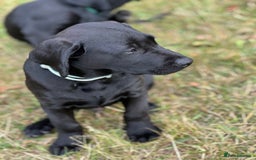 Labrador Retriever dogs for sale: 🐾Double Vaccinated🐾Black FTCH Forward Pups - Image 12