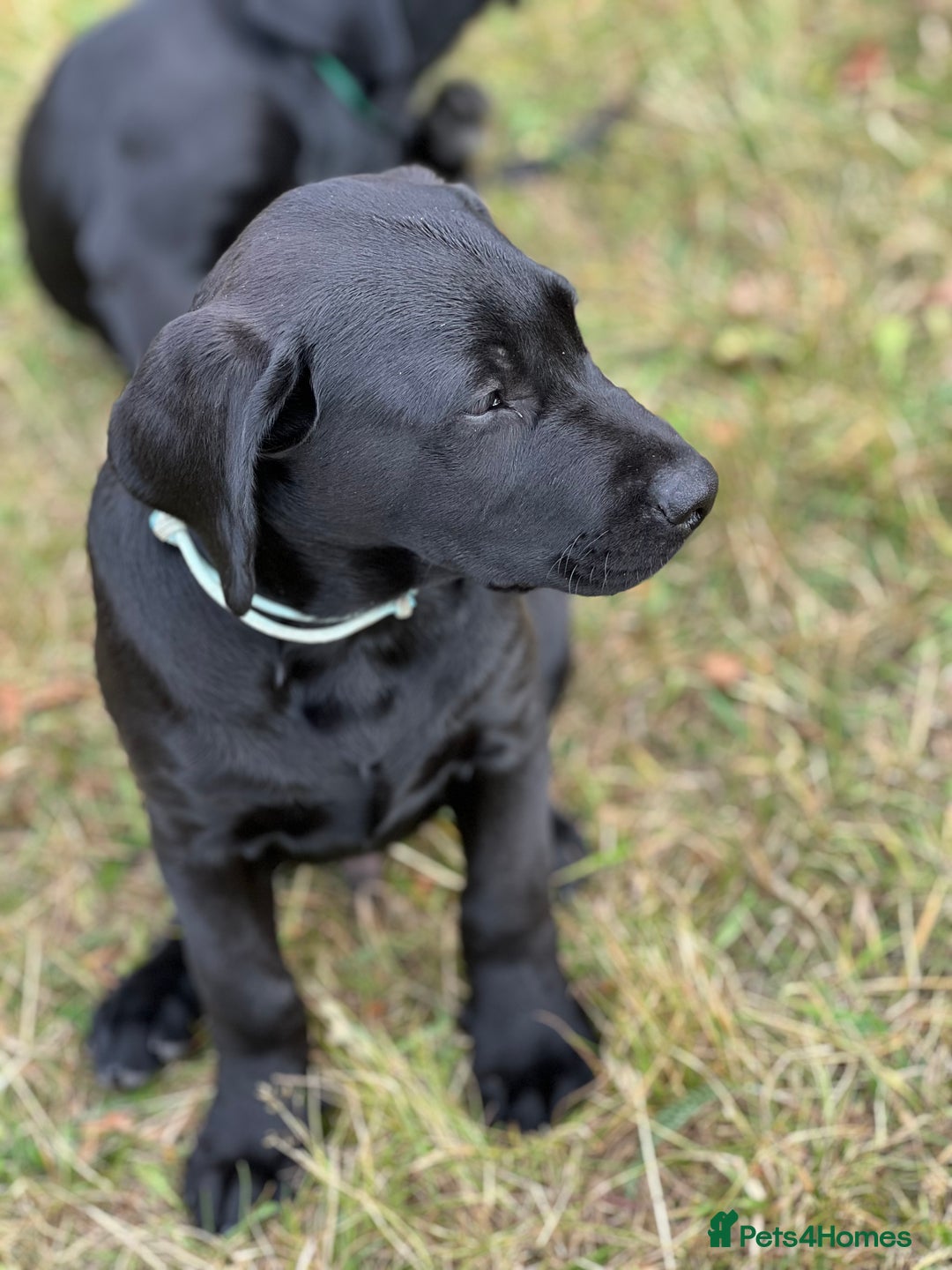 Labrador Retriever dogs for sale: 🐾Double Vaccinated🐾Black FTCH Forward Pups - Image 12