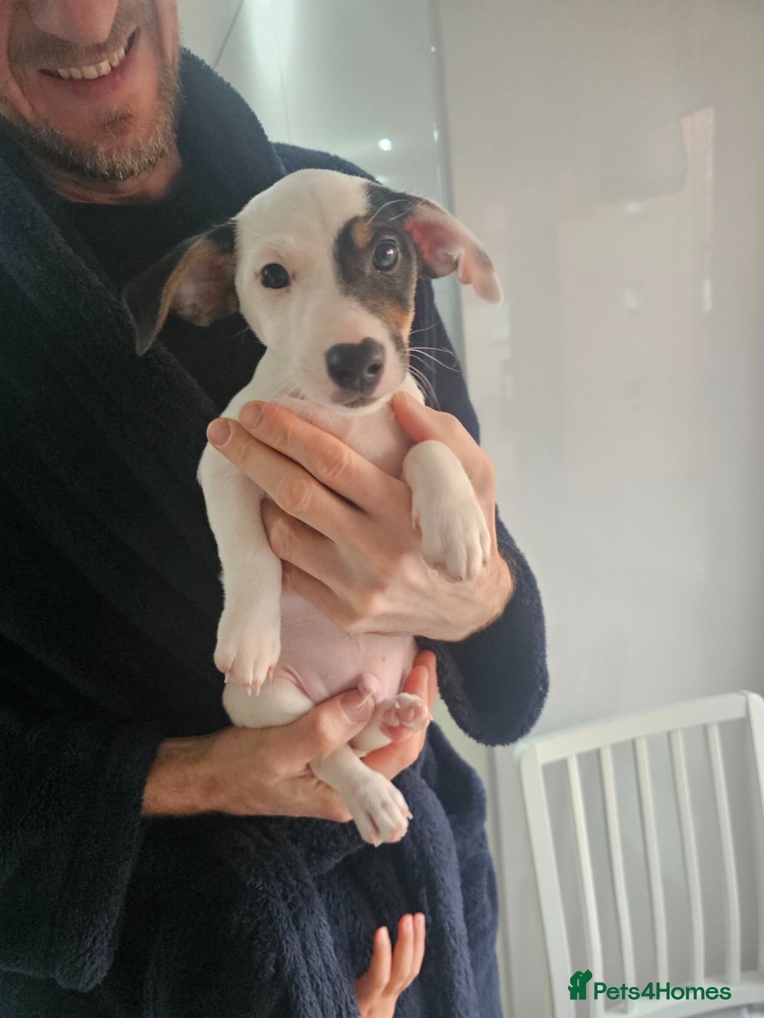 Jack Russell dogs Beautiful Jack Russell Puppies for Sale 🐶 - Advert 2