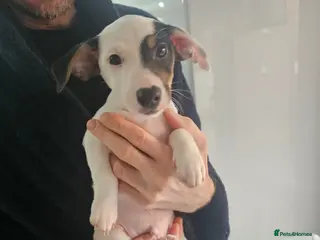 Jack Russell dogs Beautiful Jack Russell Puppies for Sale 🐶 - Advert 2
