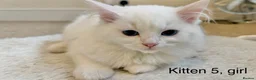 Siberian cats for sale: Beautiful Blue-Eyed Siberian Kittens - Advert 16