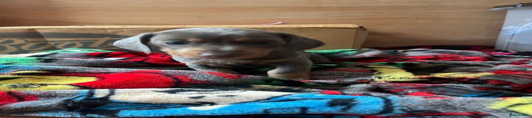 Miniature Dachshund Puppy 3