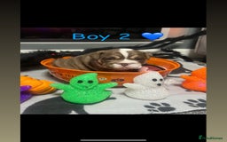 English Bulldog dogs for sale: 🐶 KC Registered English Bulldog Puppies 🐶 - Image 25