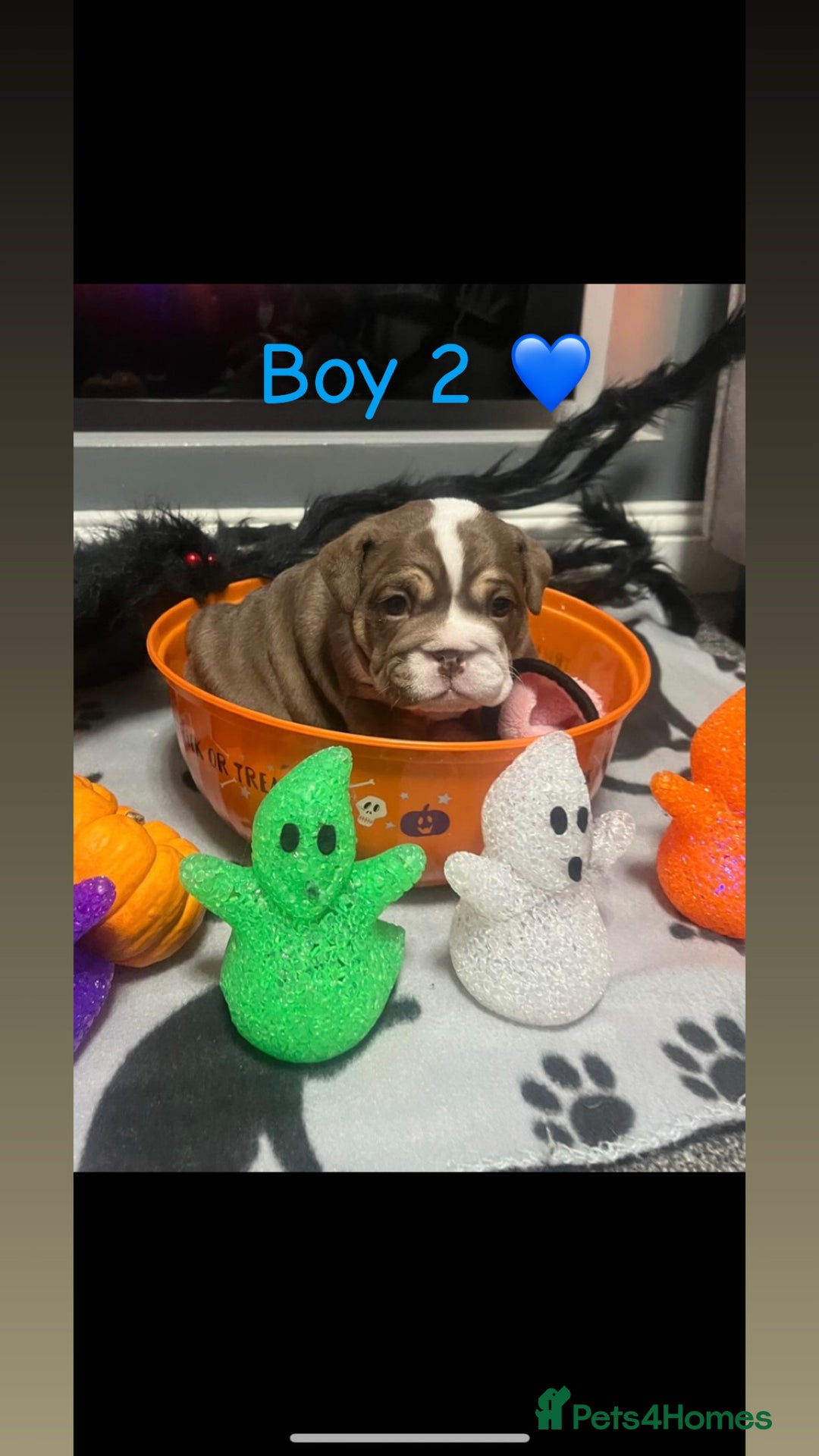 English Bulldog dogs for sale: 🐶 KC Registered English Bulldog Puppies 🐶 - Image 25