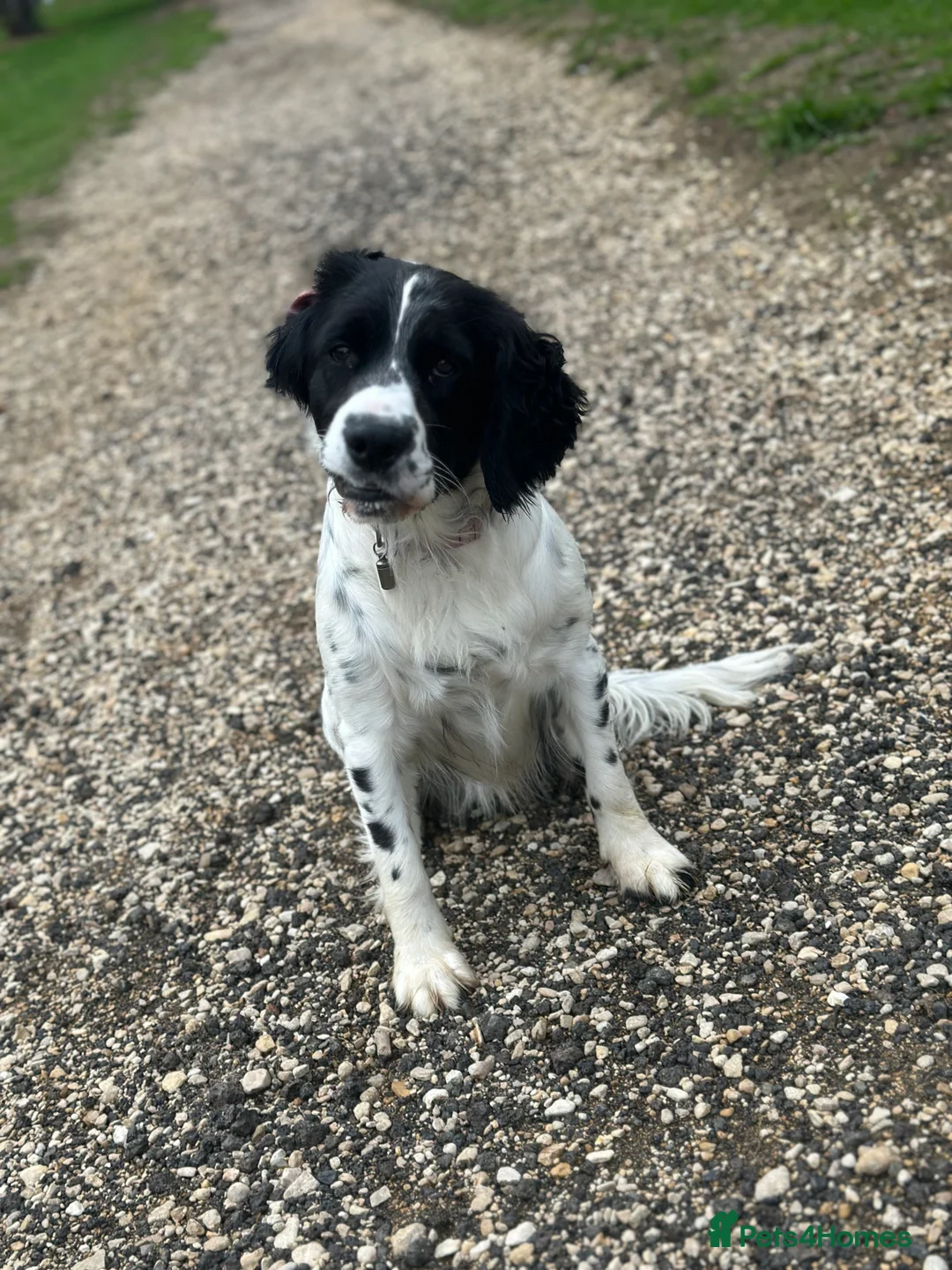 Mixed Breed dogs for sale: Springer x Clumber spaniel  in Gloucester - Advert 6
