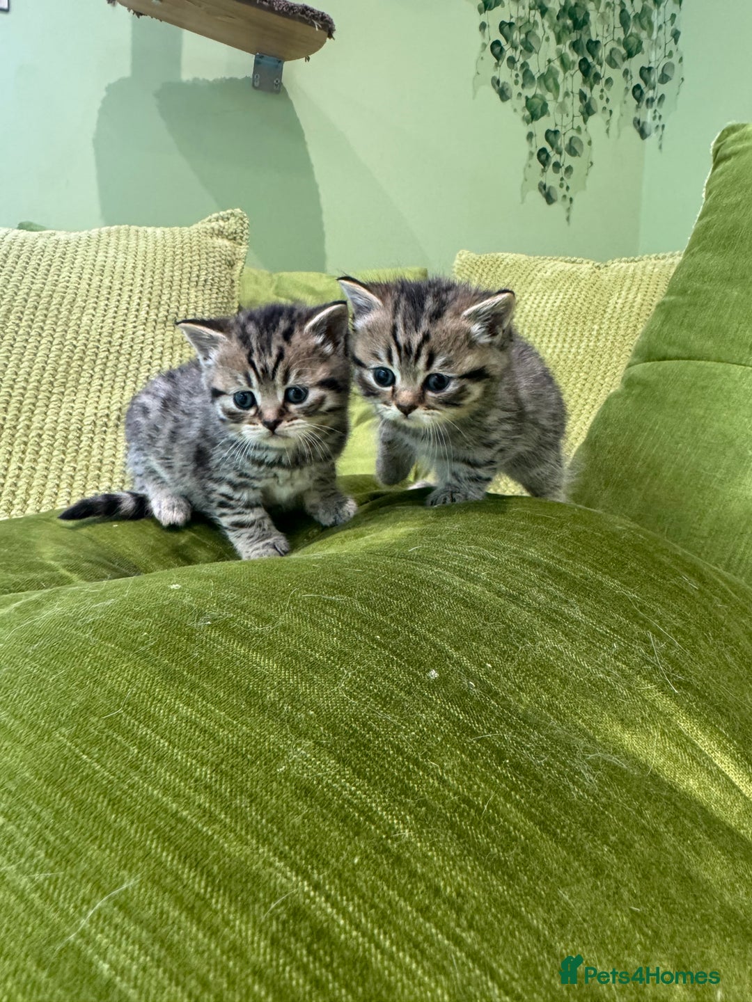 Scottish Fold cats for sale: Scottish straights  - Image 15
